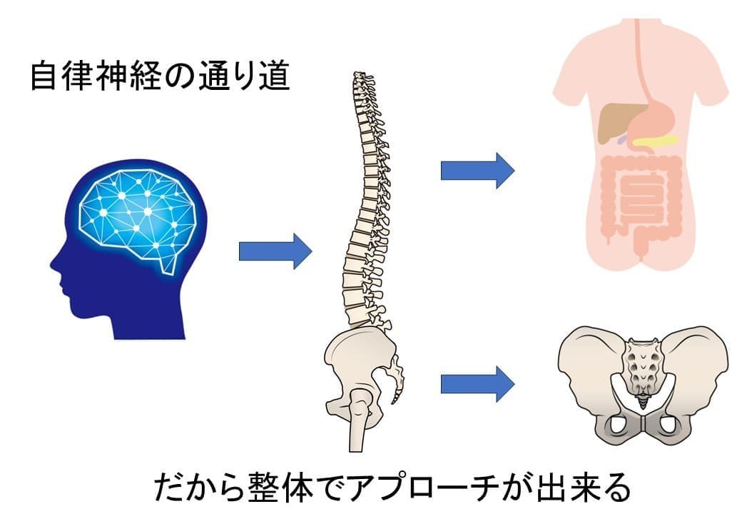 自律神経の通り道