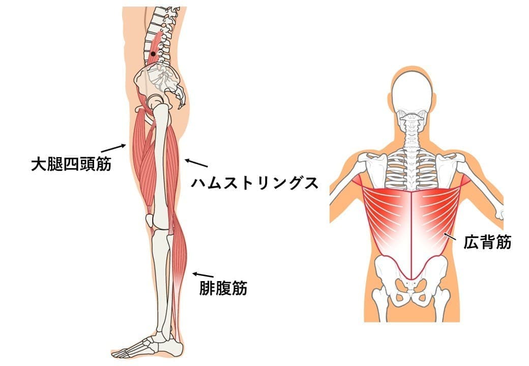 肉離れしやすい筋肉